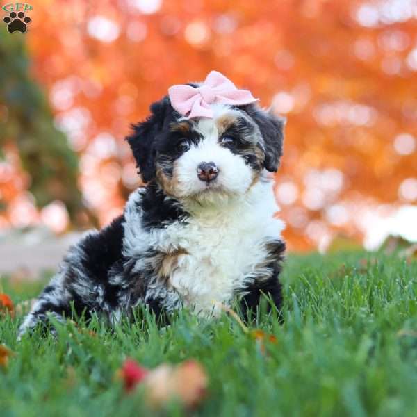 Ariel, Mini Bernedoodle Puppy